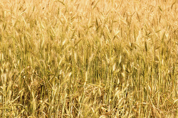 Golden wheat field