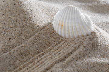 Sea shells and sand