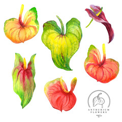 Botanical illustration with realistic tropical flowers and leaves. 