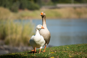 Two geese by the river side