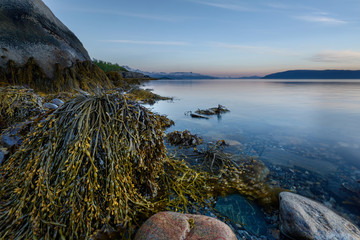 Naklejka premium Seascape with seaweed, Norway