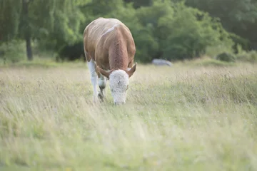Fond de hotte en verre imprimé Vache Rural summer farmland with cows in field, Sweden