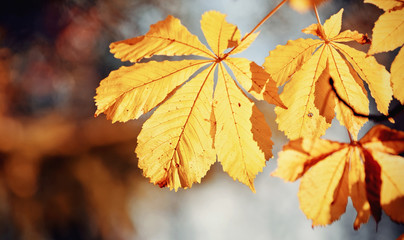 Yellow leaves of chestnut