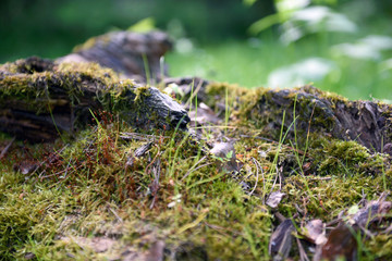 Forest wood texture
