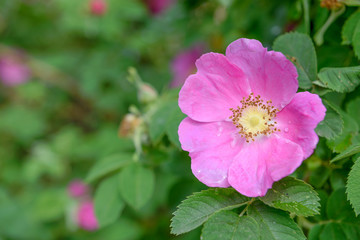 Wild rose flower