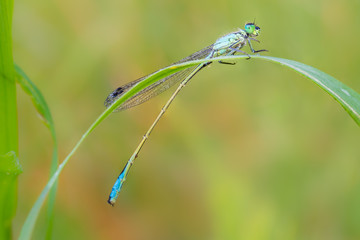 Dewy Dragonfly on the  blade of grass.