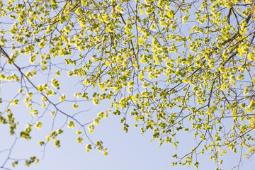 Nature in spring. Tree with fresh leaves and blue sky. Vibrant colorful nature detail. Concept of springtime, growth and vitality.