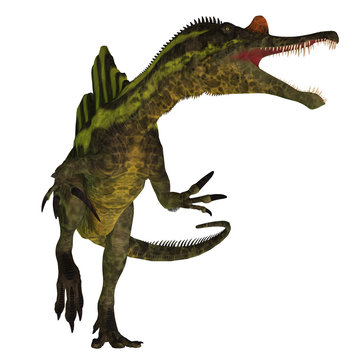 Ichthyovenator Dinosaur on White - Ichthyovenator was a theropod spinosaur dinosaur that lived in Laos, Asia in the Cretaceous Period.