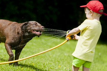Child playing with brown labrador using the hose with water