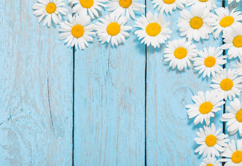chamomile  flower over blue wooden background