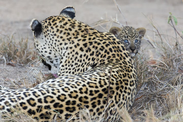 Leopard mother cares for her cub in gathering darkness