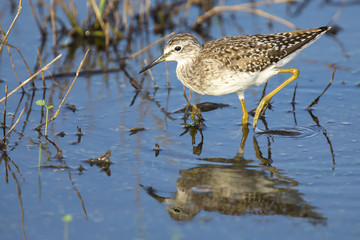 Wood sandpiper wading in shallow water with reflection