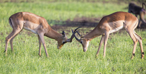 Naklejka na ściany i meble Two male impala fight in for the herd with the best territory