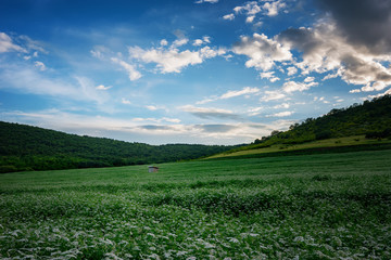 Field of coriander during the summer, near Burgas, Bulgaria