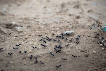 Closeup shot of a group of black ants walking on dirt