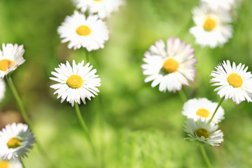 Daisy flower background.