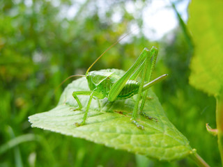 Green grasshopper in a grass with a sting
