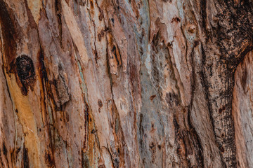 Close up of abstract colorful striped texture and pattern of eucalyptus tree