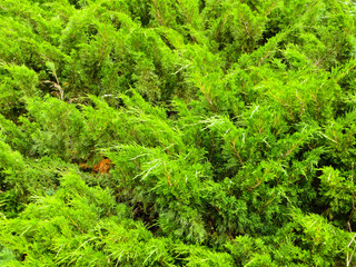 Juniper bushes in a park