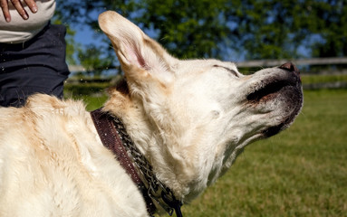 Labrador retriever in mid shake of head