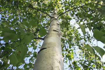 Fototapeta premium the trunk wood of white birch with green branches with leaves on sky background