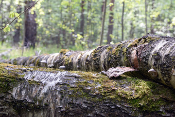 Fototapeta na wymiar Forest wood texture