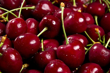 fresh picked plump juicy looking dark cherries