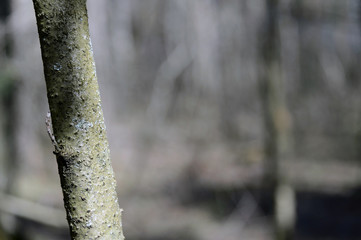 Fototapeta premium Forest wood texture