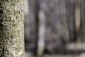 Fototapeta premium Forest wood texture