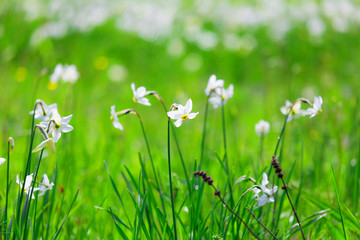 Fototapeta premium Natural flowerbed, white fresh narcissus.