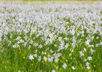 Natural flowerbed, white fresh narcissus.