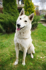 West Siberian Laika dog sitting on the grass in the garden