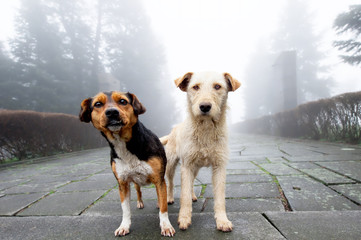 Two stray dog standing close to each other in foggy day. Pets - 113571106