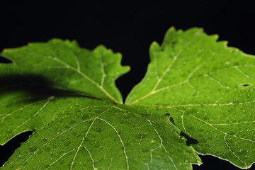 Grape leaf with water