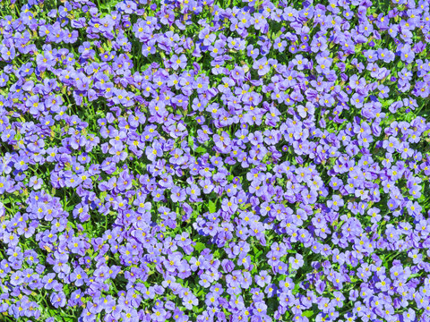 Aubrieta Tiny Blue Summer Flowers Background