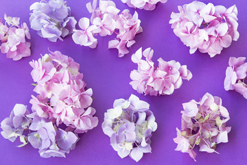 Hydrangea Flowers on a Purple Background