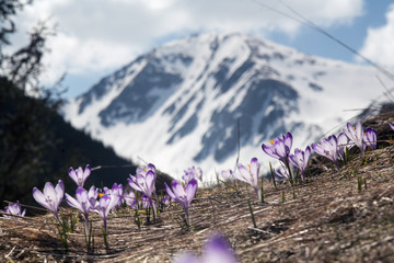 Krokusy, Dolina Chochołowska © Szymon Kaczmarczyk