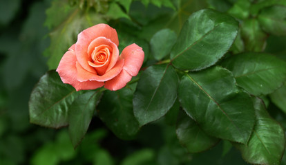Garden rose