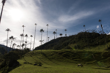 Fototapeta na wymiar Wanderlust in Colombia's Valle de Cocora