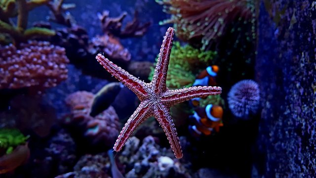 Aquarium scene with Starfish