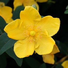 St. John's wort - Hypericum