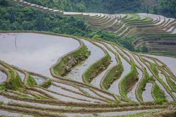 The beautiful terrace fields scenery in spring