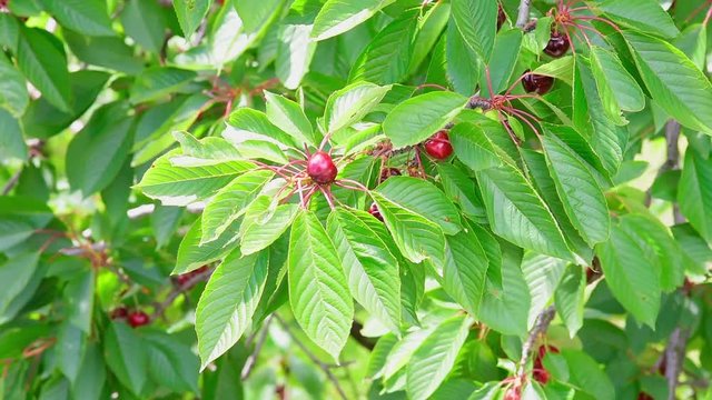 albero con le ciliege