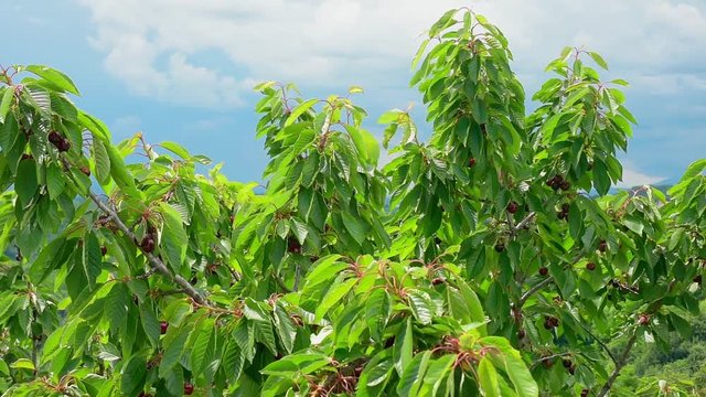 albero con le ciliege