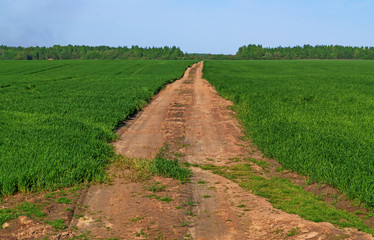 Fototapeta na wymiar Sandy road through a spring grain field.