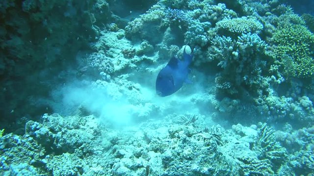 Blue triggerfish (Pseudobalistes fuscus) feeding on a coral reef, Red sea, Egypt
