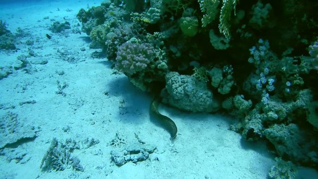 Giant moray (Gymnothorax javanicus) swimming near reef, Red Sea, Egypt, Africa         
