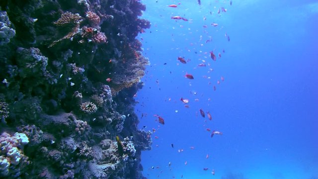 school of Sea goldie (Pseudanthias squamipinnis) at coral reef, Red sea, Egypt, Afrca
