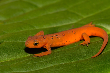 Red Eft