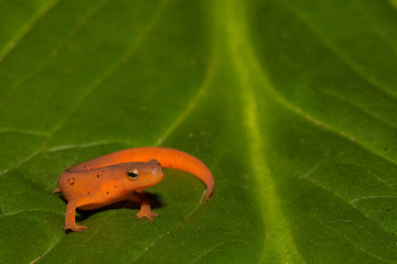Red Eft